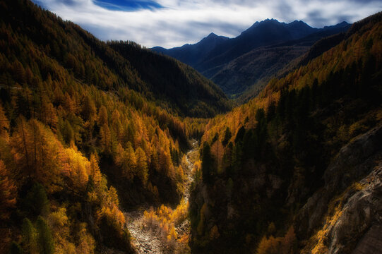 A dramatic landscape of a deep mountain valley filled with golden larch trees during autumn. High contrast lighting emphasizes the rugged peaks and vibrant fall foliage.