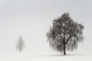 Fototapeta premium Minimalist winter landscape featuring a lone birch tree in a thick white fog. High-key composition ideal for conceptual themes of solitude and tranquility.