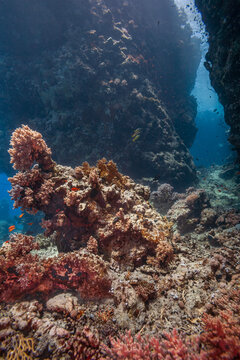 Vertical view of a massive coral reef pinnacle and walls at St Johns reef underwater