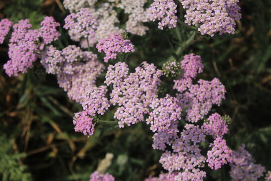 Light pink yarrow flowers