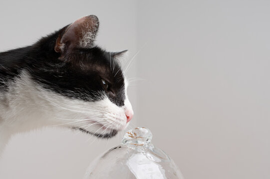 tuxedo cat drinking fresh flowing water from glass pet fountain indoors on white background with copy space