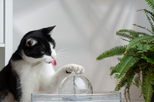 thirsty tuxedo cat looking at pet water fountain curiously