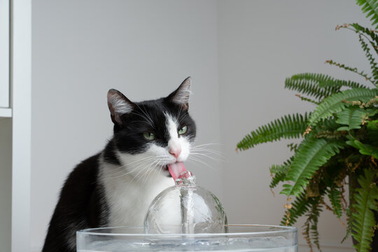tuxedo cat drinking fresh water from a pet fountain indoors with copy space