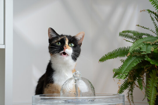 calico cat with a glass pet water fountain indoors with copy space