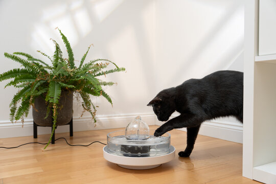 curious black cat touching pet water fountain with paw, modern home interior with copy space