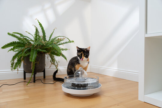 calico cat sitting behind pet water fountain licking it's lips
