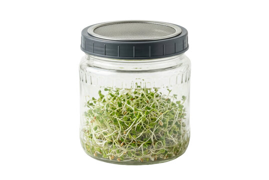 Glass seed sprouting jar with mesh lid.