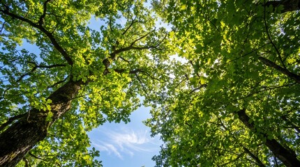 Fototapeta premium trees in the forest