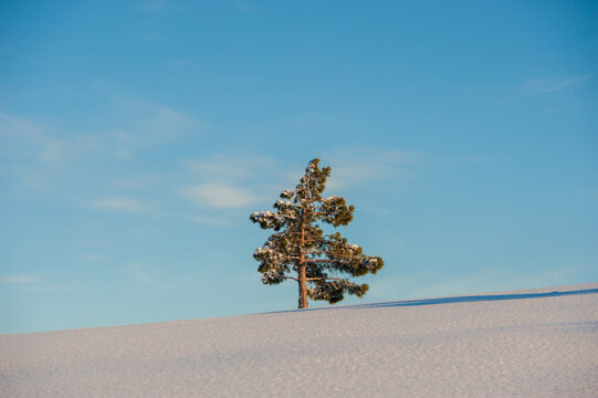 Lonely pine tree on snowy mountain slope under blue sky.