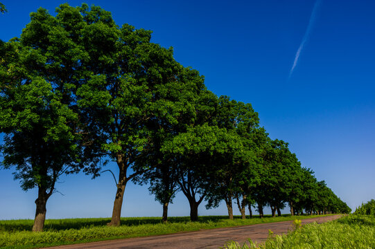 Alley of green trees along highway under blue sky.