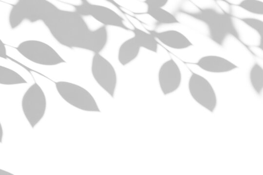 shadow overlay effect of natural tree leaves shadow over on white wall,abstract summer sunlight with shadow background,branch with leaves shadow,windows shadow,leaf shadow,plants shadow