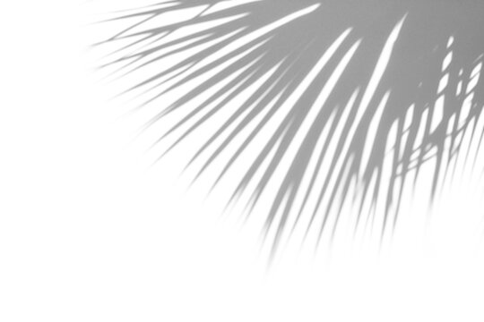 shadow overlay effect of natural tree leaves shadow over on white wall,abstract summer sunlight with shadow background,branch with leaves shadow,windows shadow,leaf shadow,plants shadow