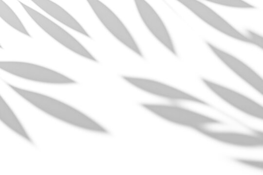shadow overlay effect of natural tree leaves shadow over on white wall,abstract summer sunlight with shadow background,branch with leaves shadow,windows shadow,leaf shadow,plants shadow