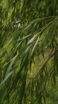 Black willow tree leaves blowing in the wind closeup in Texas landscape.