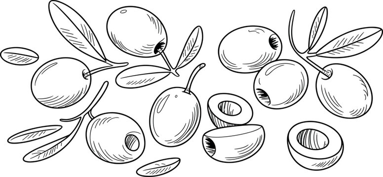 Olive branch and fruit vector set featuring whole pitted and sliced olives with leaves linear sketch illustration