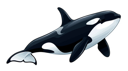 Orca Whale Vector Illustration © diflasabila01