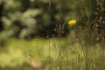 fiore di dente di leone in primavera al tramonto © Simona
