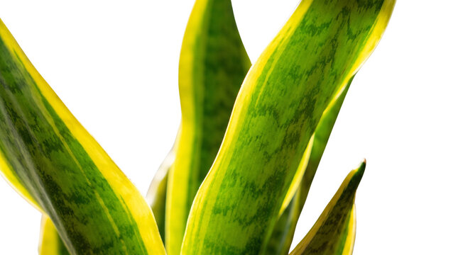 Snake plant leaves with yellow edges isolated on white, Sansevieria trifasciata foliage close up, vibrant green indoor houseplant detail