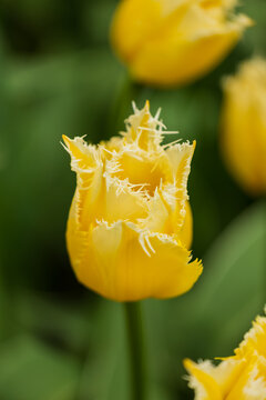 Champ de tulipes de la vari&eacute;t&eacute; Lemon en pleine floraison aux Pays-Bas.