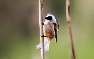 Little Bird Remiz Sits On A Reed With A Blurred Background © Ievgen Skrypko