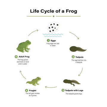 Life Cycle of a Frog Infographic Educational Biology Amphibian Growth Stages Illustration Guide
