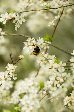 Bourdon pollinisateur (Bombus, Apidae) au c&oelig;ur des fleurs blanches d'un cerisier japonais en fleurs, captur&eacute; lors d'une journ&eacute;e printani&egrave;re.