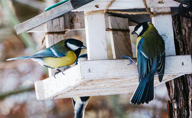Great And Blue Tit Birds Eating Food From Feeder On A Tree In The Forest © Ievgen Skrypko