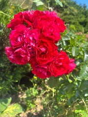 Obraz premium Bright red climbing rose blossoms blooming on lush green branch in sunny summer garden landscape setting