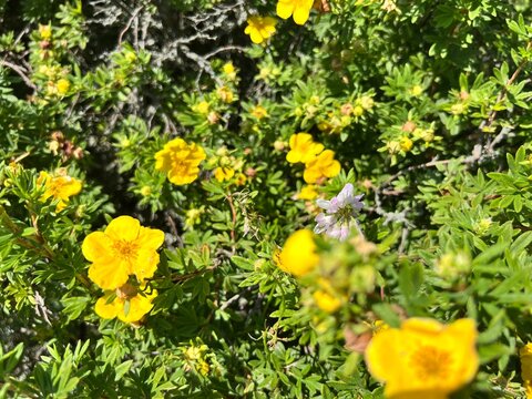 Yellow cinquefoil wildflowers blooming on green shrub with fresh foliage in sunny natural landscape setting