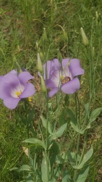 Showy prairie Gentian or Texas Bluebells closeup in bloom from natural meadow.