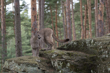 Cougar (Puma concolor), also commonly known as the mountain lion, puma, panther, or catamount. is the greatest of any large wild terrestrial mammal in the western hemisphere. © vaclav