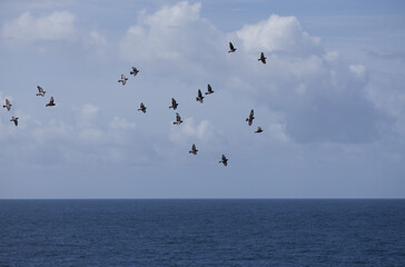 Fototapeta premium Birds flying over ocean with cloudy sky background