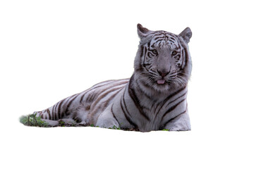 A White Tiger-Panthera Tigris Tigris on a transparent background. © Arzi