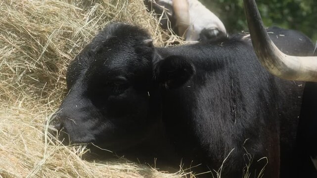 Close-up of a black calf cow and eating from a hay bale on a Texas farm or ranch