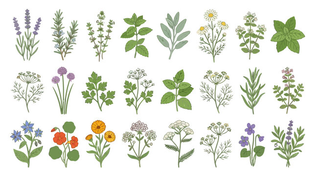 Botanical Illustrations of Culinary and Medicinal Herbs and Flowers