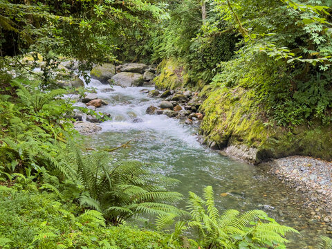 Mountain stream flowing through lush green forest