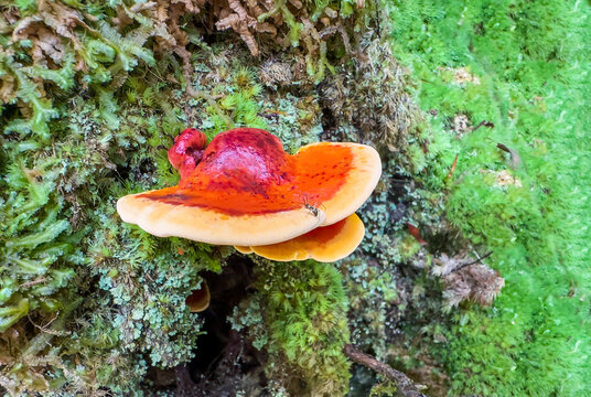 Bright orange bracket fungus on mossy tree