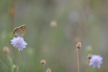 una farfalla lycaena phlaeas su un fiore in estate al tramonto © Simona