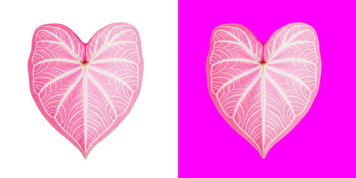 Beautiful pink heart shaped caladium leaf with intricate veins pattern