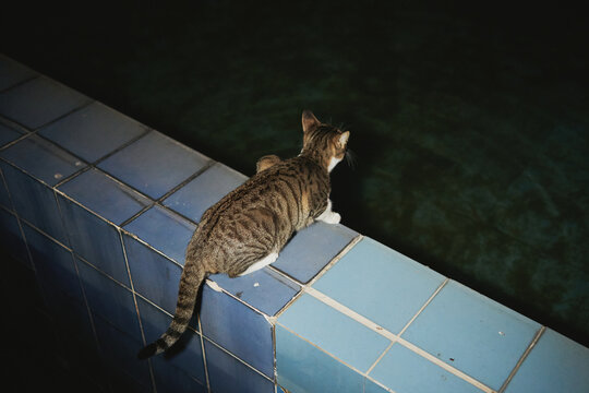 A tabby cat sits on the edge of a tiled swimming pool gazing into dark water. Ideal for pet care marketing and animal lifestyle content.