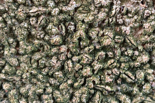 Close-up of small barnacles attached to a rough concrete surface