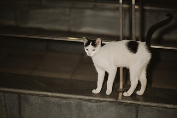 Black and white cat walking on stone steps at night © Nori
