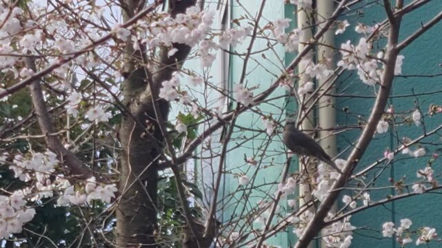 A small brown bird perches amidst white cherry blossom flowers on a spring day with a building in the background.