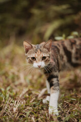 Tabby cat walking through dry grass © Nori