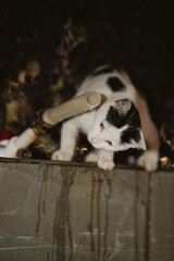 Black and white cat looking down from concrete ledge © Nori