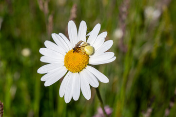 Fototapeta premium A fly in the clutches of a crab spider
