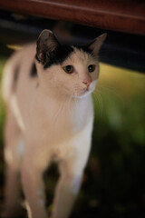 Black and white cat walking outdoors © Nori