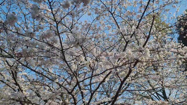 White cherry blossoms blooming against a clear blue spring sky.