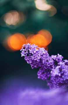 Lilac flowers, beautiful dreamy macro photo with soft purple blossoms, orange bokeh, shallow depth of field, and blurred background