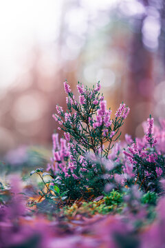 Pink common heather (Calluna vulgaris) flowers in forest, beautiful dreamy macro photo with soft pastel bokeh, shallow depth of field, and blurred background